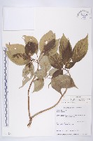 臺灣青莢葉藏品圖，第1張