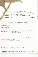 臺灣青莢葉藏品圖，第2張