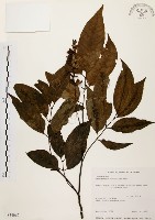 黃杞藏品圖，第1張