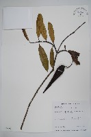 小錦蘭藏品圖，第1張