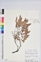 毛蕊花藏品圖，第1張