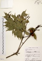 油葉石櫟藏品圖，第1張