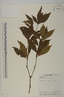 草珊瑚、紅果金粟蘭藏品圖，第1張