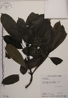 海檬果藏品圖，第1張