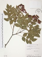 野鴉椿藏品圖，第1張