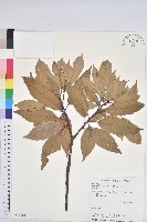 青剛櫟、鐵椆藏品圖，第1張