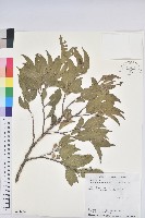 臺灣假黃楊藏品圖，第1張