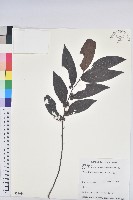 披針葉饅頭果藏品圖，第1張