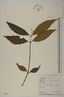 草珊瑚、紅果金粟蘭藏品圖，第1張