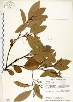 海南厚殼桂、土楠藏品圖，第1張