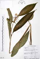 山月桃藏品圖，第1張