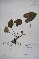 登錄號:S034105藏品圖，第1張