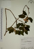 野牡丹藏品圖，第1張