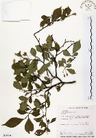 烏皮九芎、奮起湖野茉莉藏品圖，第1張