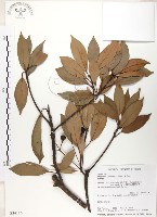 豬腳楠藏品圖，第1張