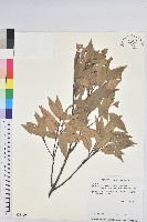 白校欑藏品圖，第1張