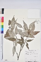 白背櫟藏品圖，第1張