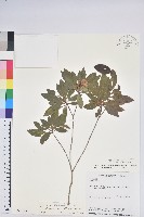 南澳杜鵑藏品圖，第1張