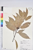 青剛櫟、鐵椆藏品圖，第1張