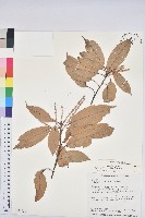 短尾柯、油葉杜、嶺南柯藏品圖，第1張