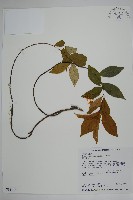 細梗絡石藏品圖，第1張