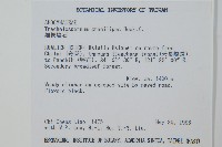 細梗絡石藏品圖，第2張
