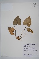 白斑細辛藏品圖，第1張