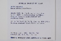 白斑細辛藏品圖，第2張