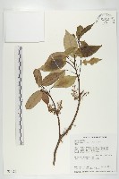 杜英、山杜英、蘭嶼杜英藏品圖，第1張