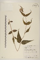 塔山澤蘭藏品圖，第1張