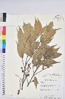 長尾栲、長尾柯、長尾尖葉櫧藏品圖，第1張