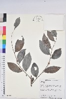 登錄號:S034146藏品圖，第1張