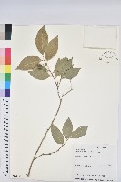 南仁鐵色藏品圖，第1張