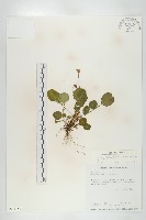 倒卵葉裂緣花藏品圖，第1張