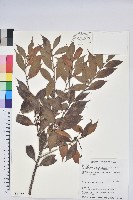 珍珠花、長尾葉越橘藏品圖，第1張