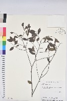 土密樹藏品圖，第1張