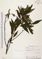 山胡椒藏品圖，第1張