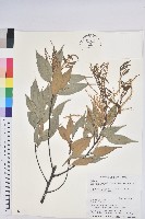 鋸葉長尾栲、白校欑藏品圖，第1張