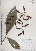 水茄苳、穗花棋盤腳樹藏品圖，第1張