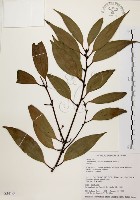 山肉桂、台灣肉桂藏品圖，第1張