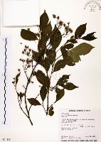 烏皮九芎、奮起湖野茉莉藏品圖，第1張