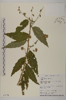 山白蘭藏品圖，第1張