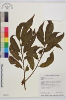 鈍齒鼠李藏品圖，第2張