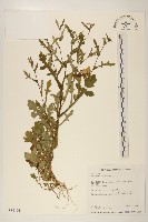 矮菊藏品圖，第1張