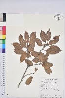 赤柯、赤椆、森氏櫟藏品圖，第1張