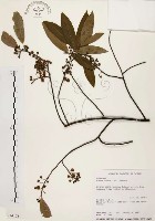 山胡椒藏品圖，第1張