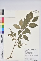 南燭藏品圖，第1張