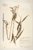 黃菀藏品圖，第1張