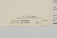 玉山抱莖籟簫藏品圖，第3張