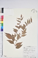 白珠樹藏品圖，第1張